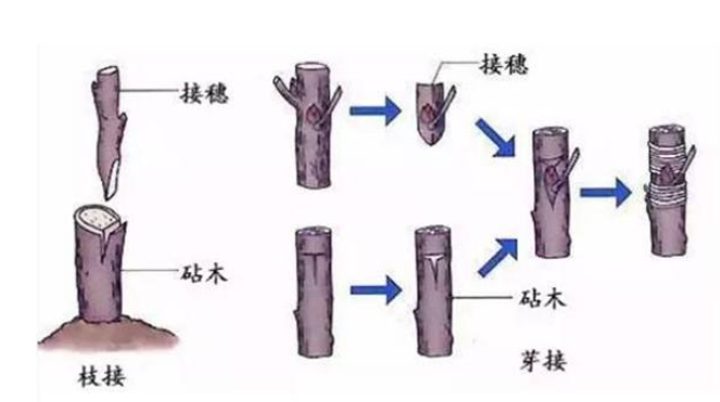 新會陳皮育苗方式培育方法,圈枝育苗技術.png 新會陳皮育苗方式培育方法,圈枝育苗技術.png