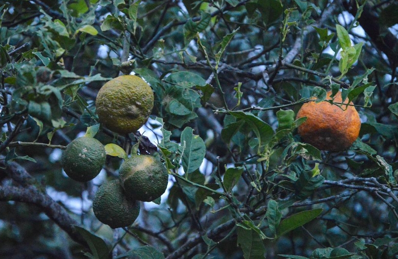 古人記載陳皮為什么多以橘皮相稱?陳皮和橘皮一樣嗎.png 古人記載陳皮為什么多以橘皮相稱?陳皮和橘皮一樣嗎.png