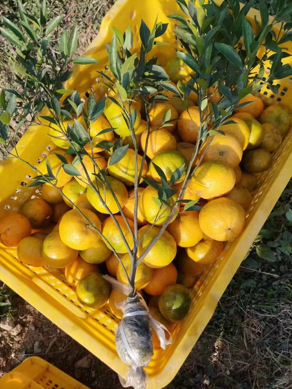 9b924cff32c9155526a0c79f221798d7.jpg 9b924cff32c9155526a0c79f221798d7.jpg